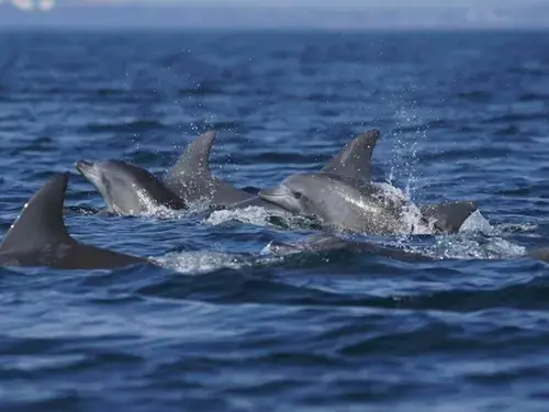 dolphin boat trip in side manavgat